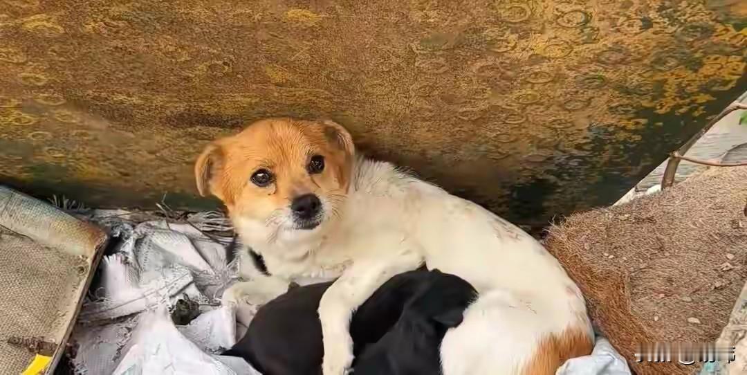 这天，一位小哥哥去帮忙清理公司的废旧仓库，结果当他来到那里的时候听到院子里有声音