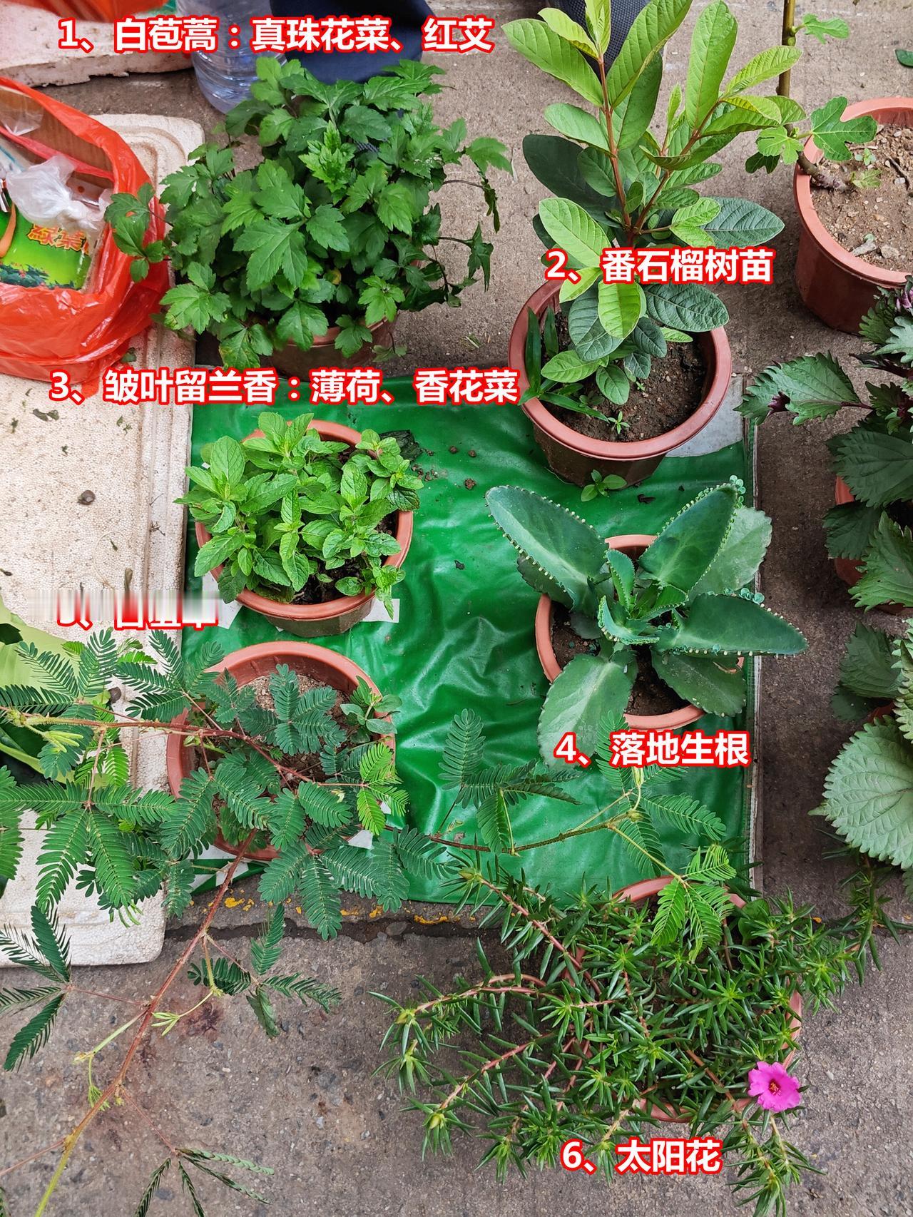 有趣盆栽组合：真珠花菜、含羞草、太阳花1、白苞蒿：真珠花菜、红艾2、番石榴树