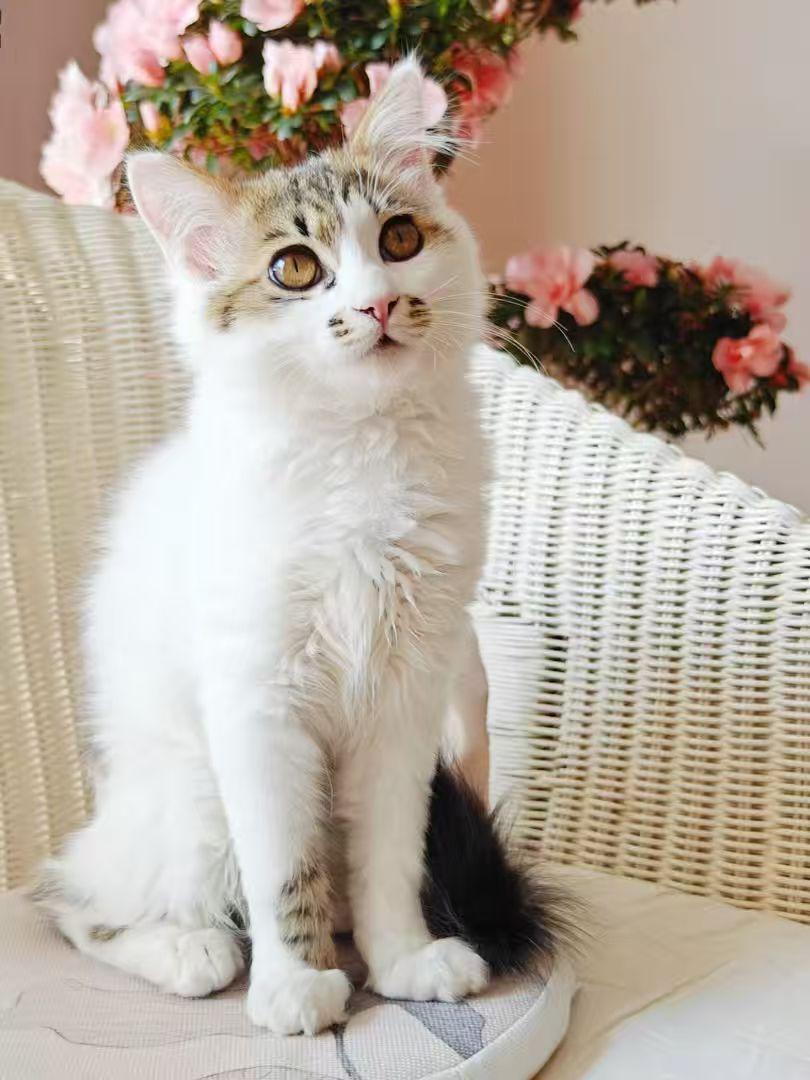 分享随手拍的小猫咪照片两年前冬夜小区里拣了一只冻僵了的小公猫，取名“喜宝”。两年