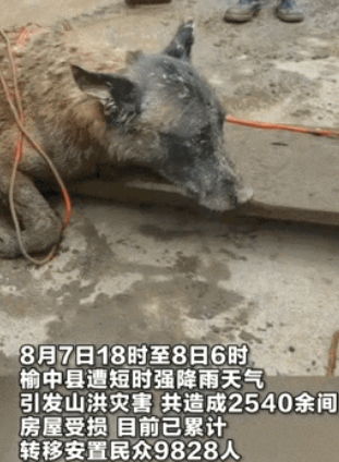 “太有灵性了！”甘肃发山洪，消防员救援时，突然发现泥土中有一只奄奄一息的狗，消防