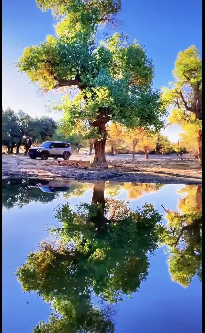 在静谧的湖畔，树影婆娑，时光悠悠地流淌着。在这美好的日子里，愿你也能感受到这份宁