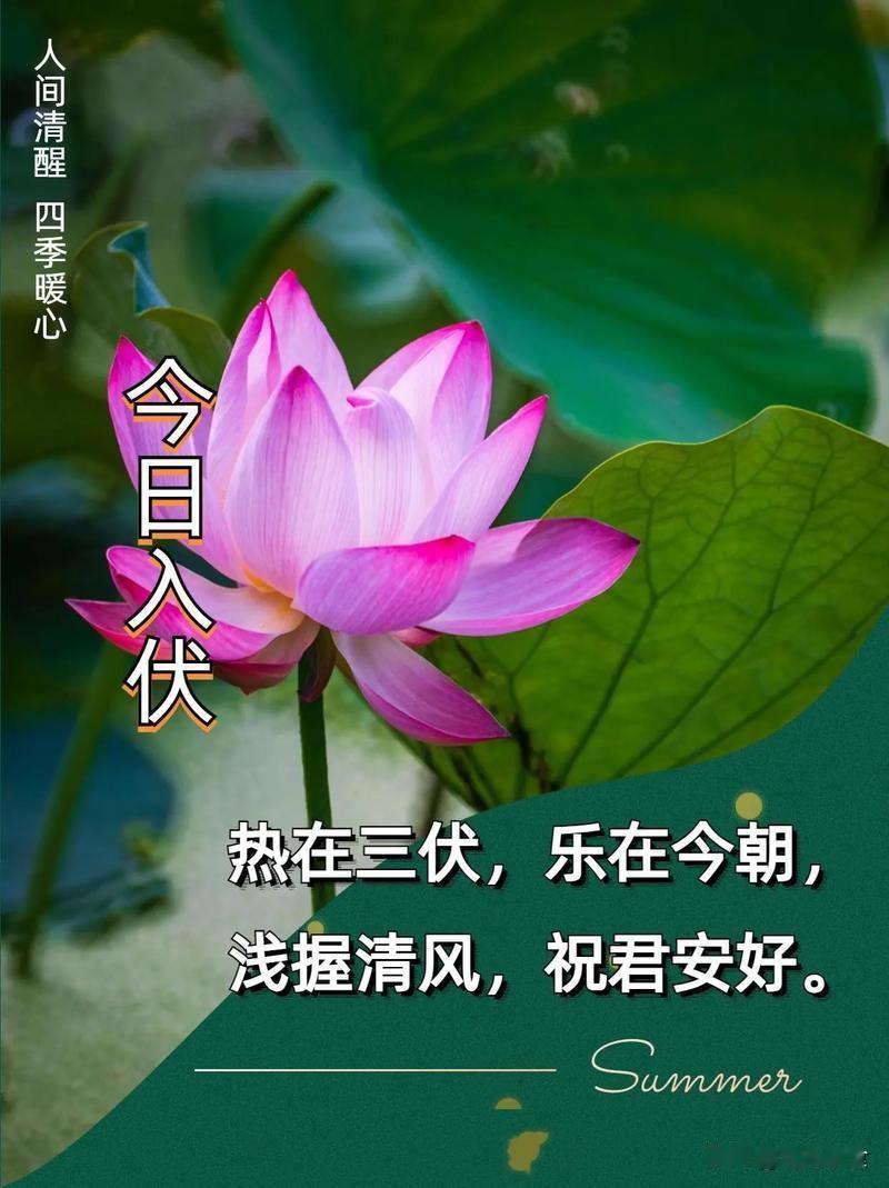 今日入伏，老人说“最怕入伏一日晴”，入伏天晴有什么预兆2026年7月15日