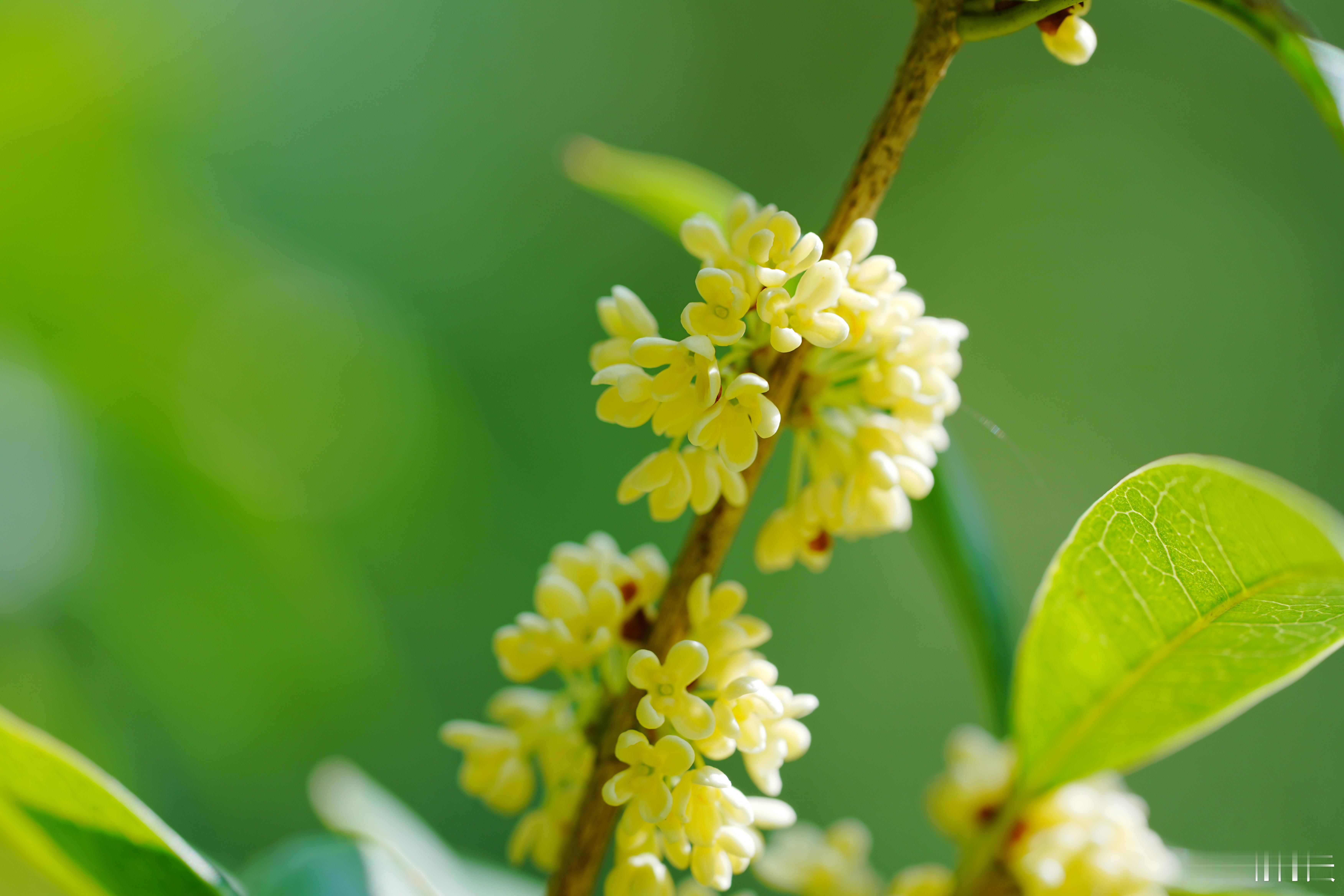 你们那，桂花开了吗？蜗的摄影日记桂花​​​