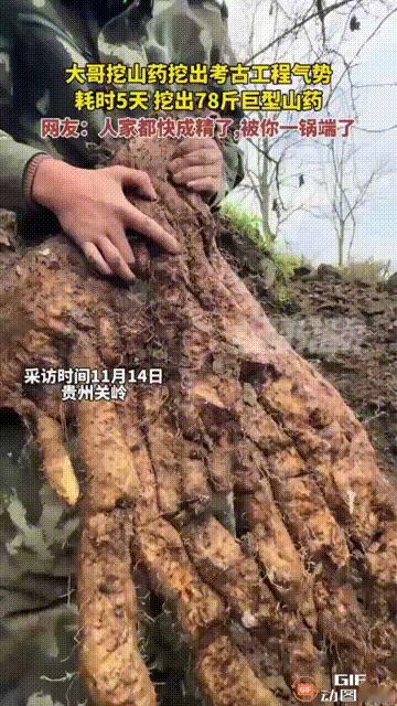 贵州安顺关岭一名男子在山上挖野山药时，发现了一个体型非常巨大的野山药，为了保持这