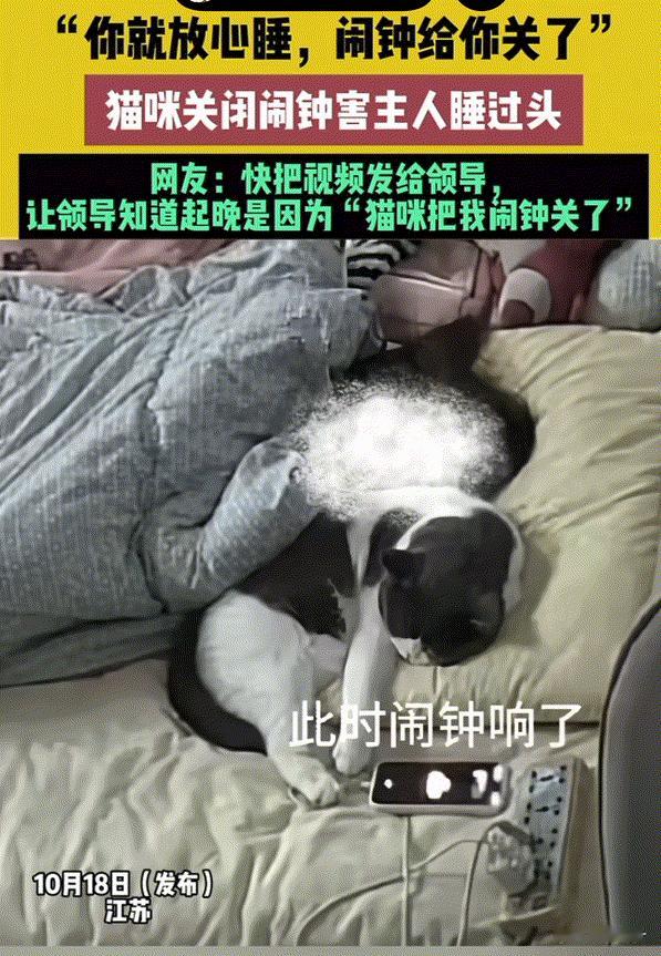 万物皆有灵性！江苏，早上猫咪嫌主人的闹钟吵，贴心的帮主人直接关掉了闹钟。致使主人