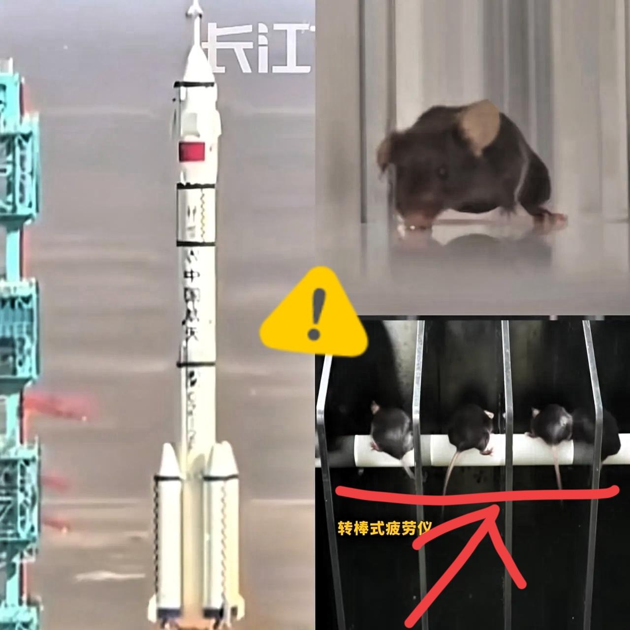 十二生肖鼠排第一这回总算心服口服咱空间站的“鼠航天员”,可是凭真本事杀出重围