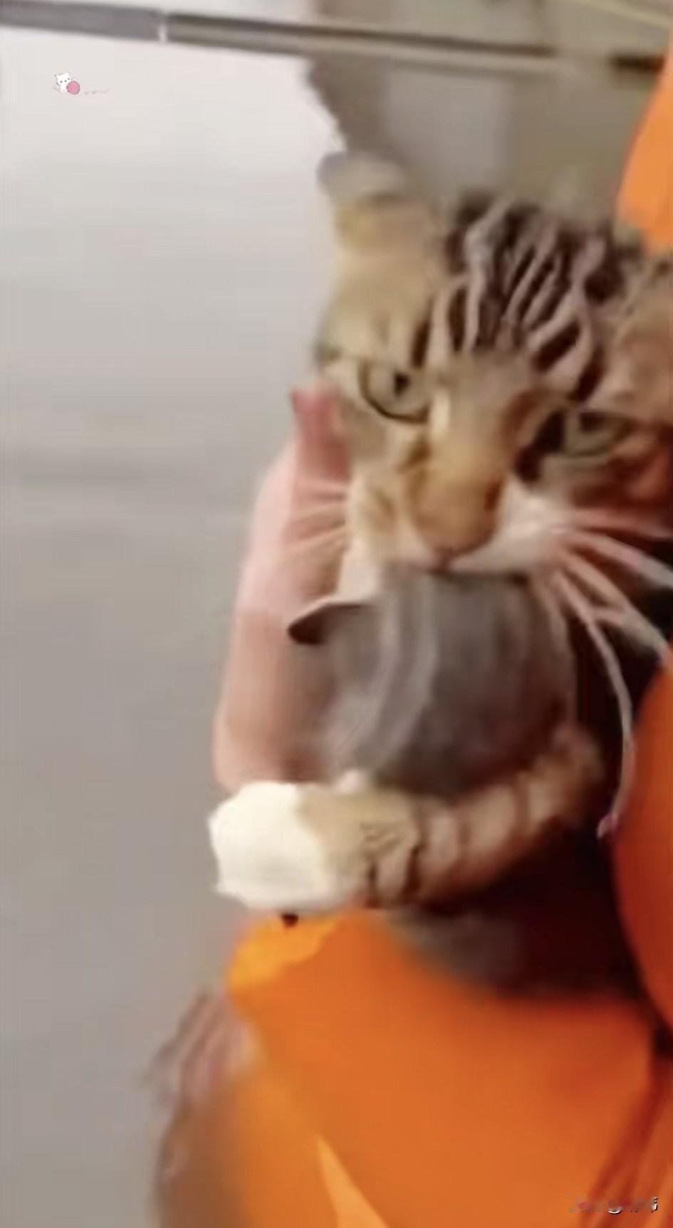 泪目了！因为洪水，一只猫妈妈的家被淹没了，它拼尽全力才救出自己的孩子，然后它叼着