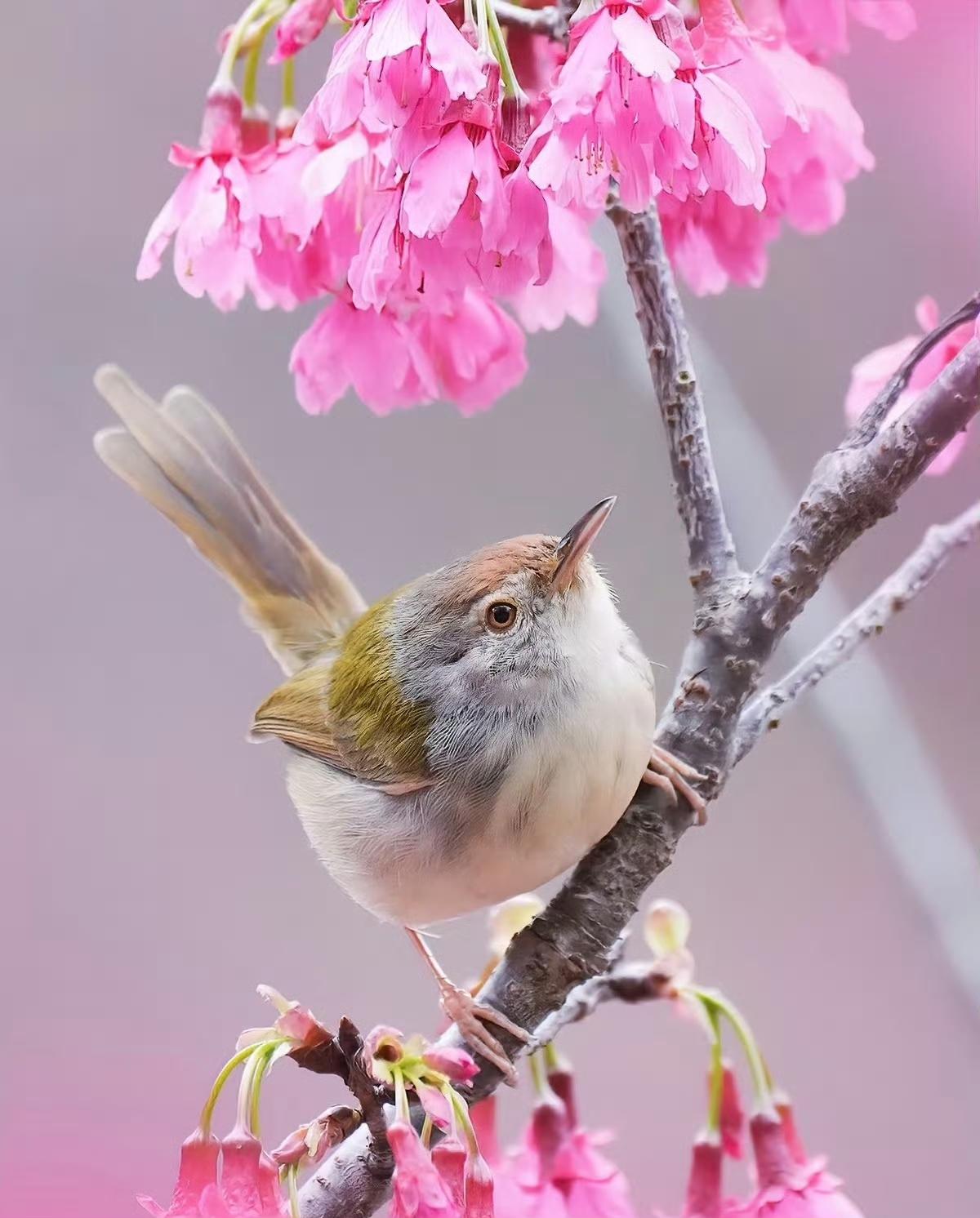 “一花一鸟伴平安…”​​​摄影素材