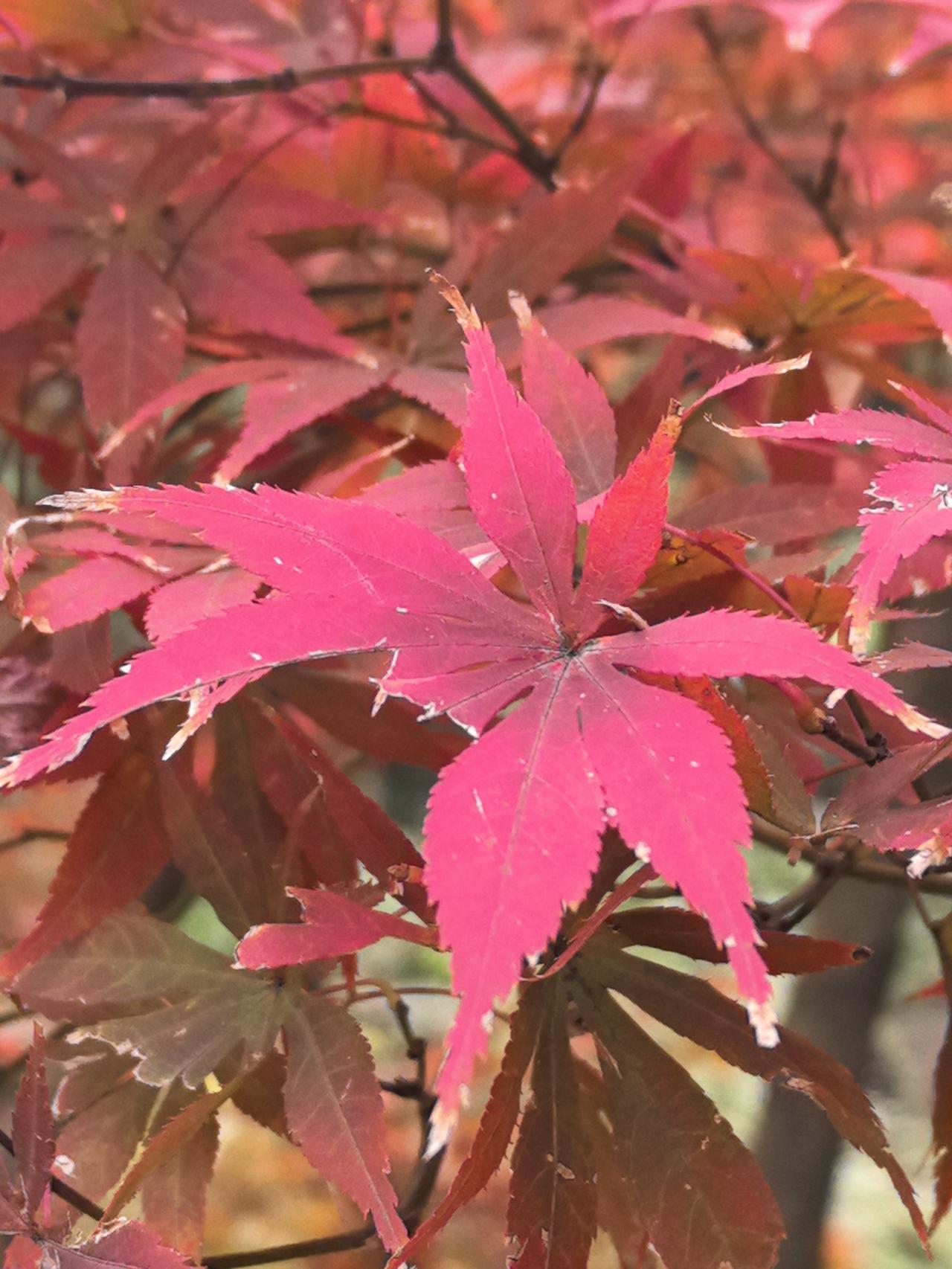 南博的事让我想起很久以前在网上看到的一篇文章，现在看来写这篇文章的人即使不是权威