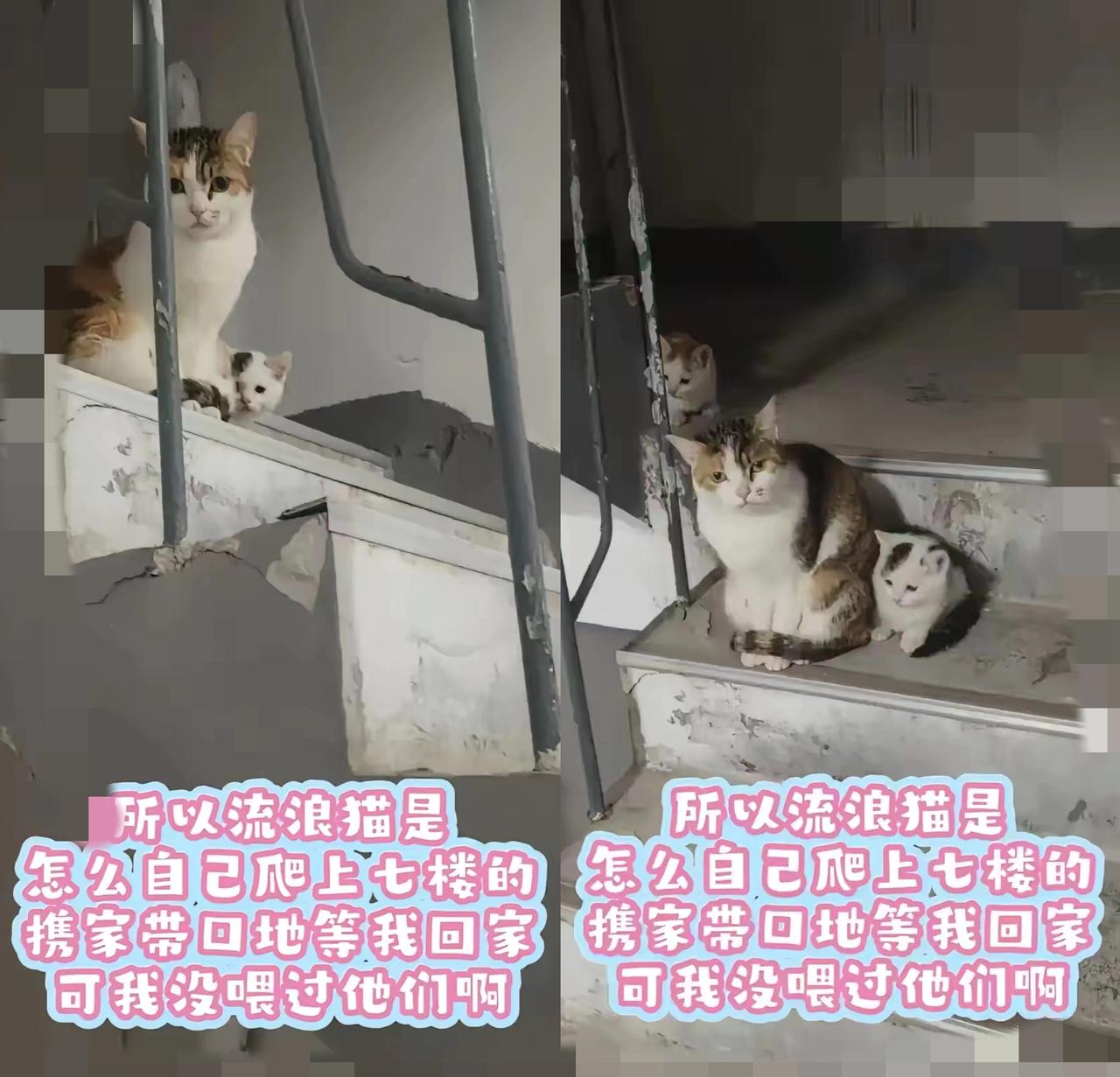 真的破防了！被三只流浪猫的选择狠狠治愈到真的看哭了，原来猫咪的偏爱，从来都