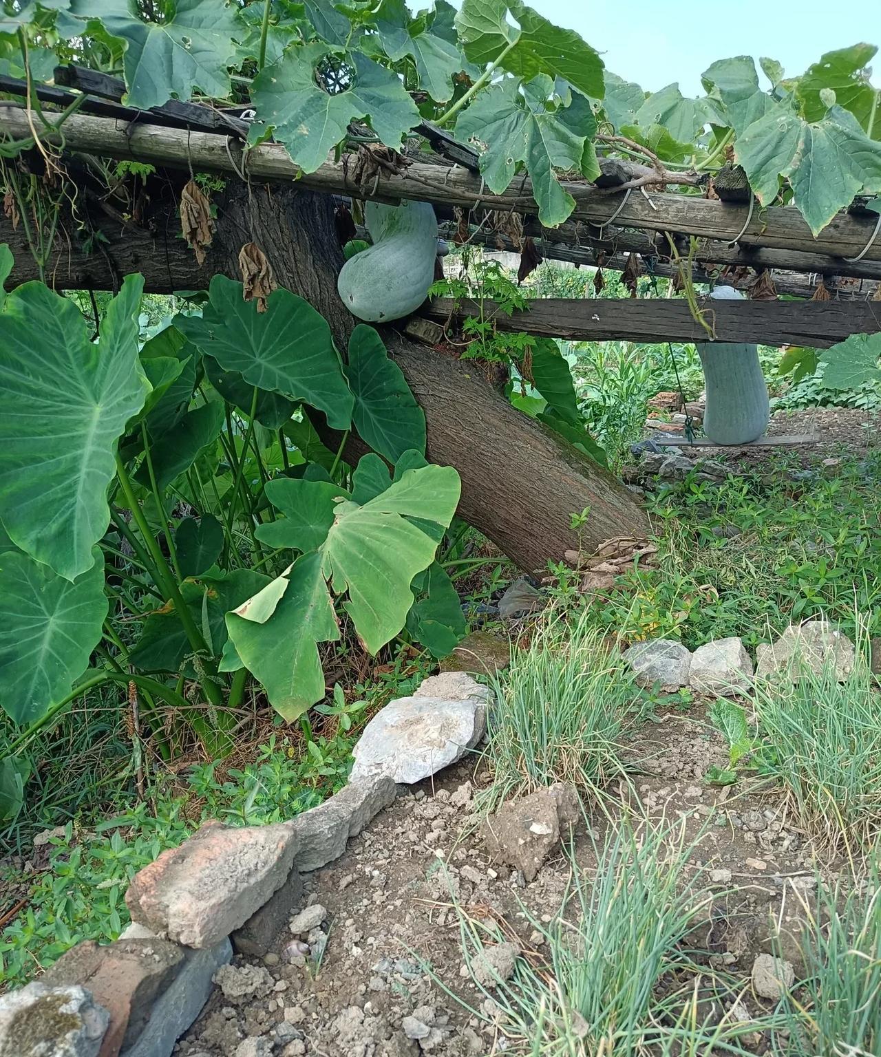 冬瓜这玩意真的太娇气，比南瓜差远了。人也是这样，有的人像冬瓜一身浮肉，有的人像南