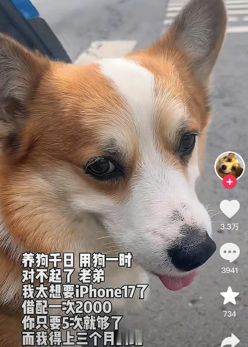 对不起了狗狗桑新的赚钱方式出现了​​​