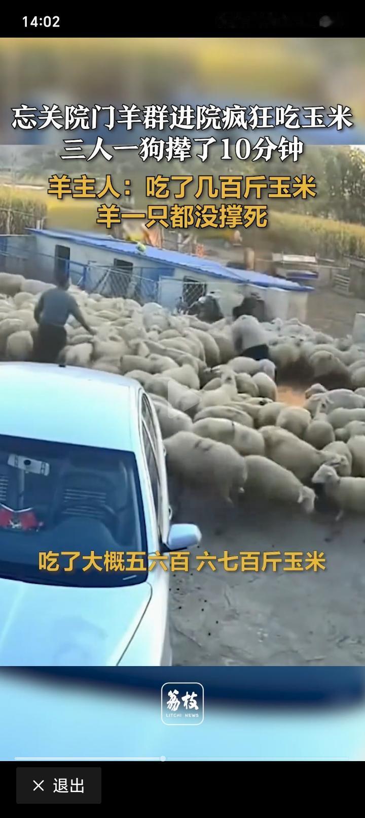 村民外出忘关门，院内地上晾晒玉米粒，羊群进院疯狂低头吃玉米，三人一狗撵了10分钟