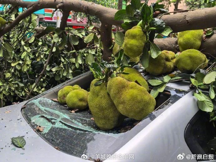 【广东阳江：#菠萝蜜果实太沉压断树枝砸坏一辆车#】5月5日，广东阳江，一棵菠萝蜜
