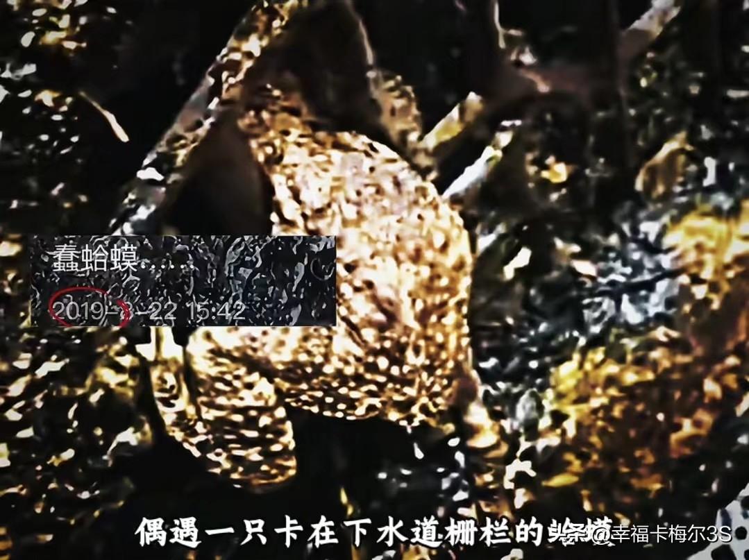 谁能想到，一只蛤蟆能在下水道栅栏里“蹲”六年有期徒刑。事情发生于2019年