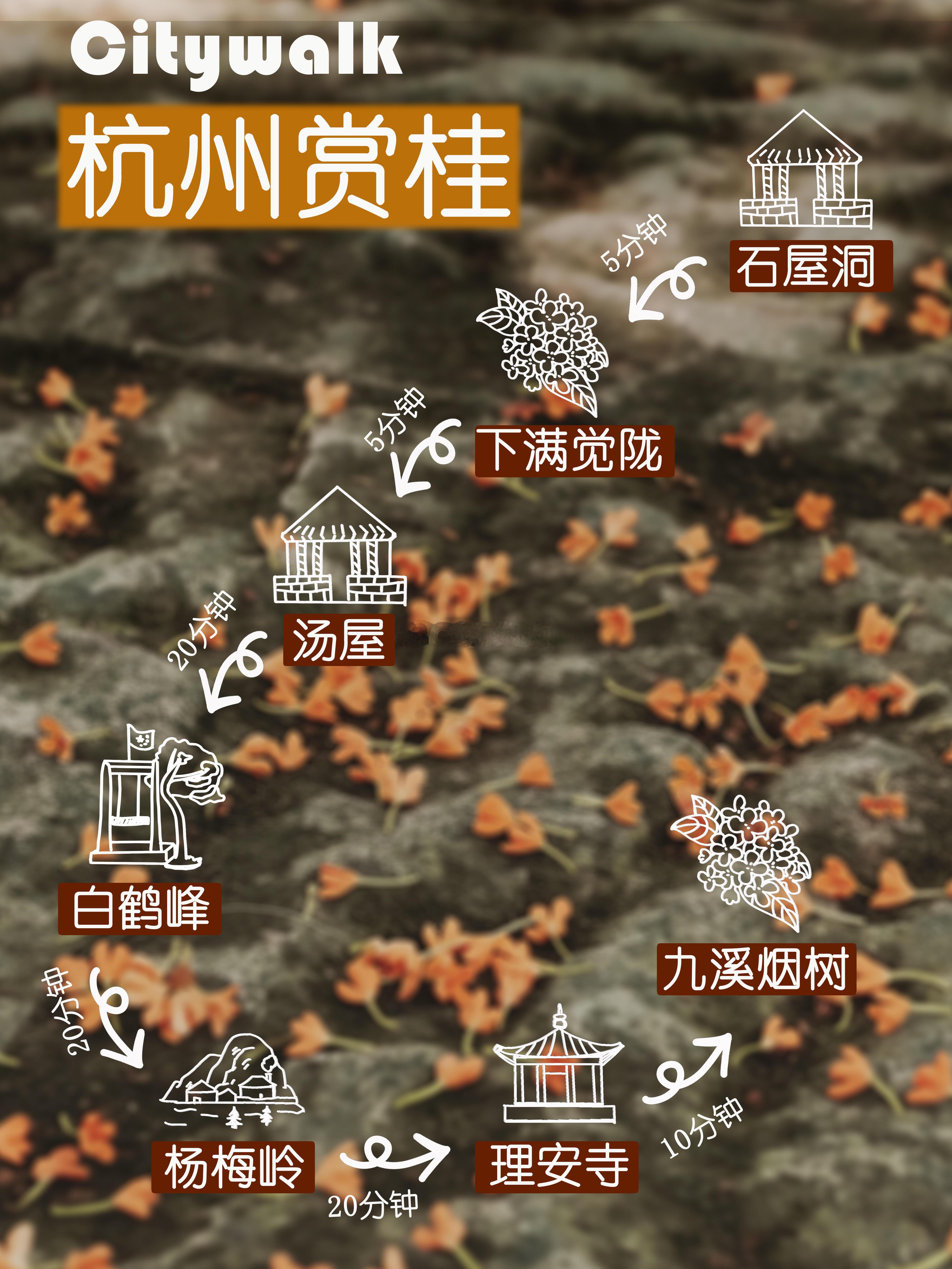 杭州赏桂路线我熟杭州桂花开了‼️本地人推荐的经典赏桂路线满觉陇的...​​​