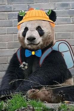 聊天必备表情包第702弹黑白小丸子​​​（拿图吱声）​​​