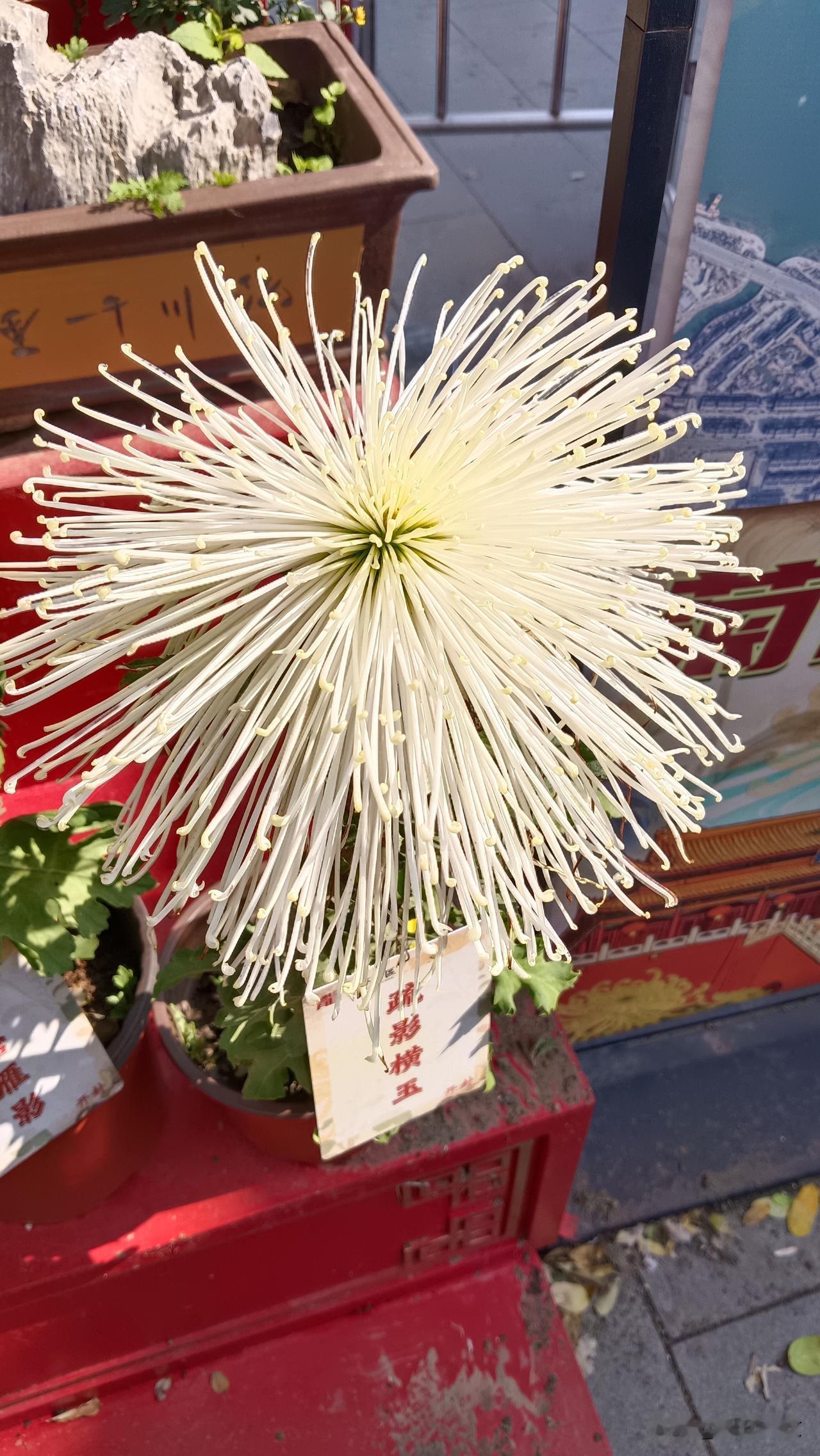 开封菊花赋甲辰仲秋，汴梁菊盛。满城金甲，盈目琼英。余观其形色之绚，