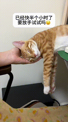 看完这段视频，橘猫趴在桌子上，头枕在人的手心睡得特别香，四肢自然垂着，完全没有防
