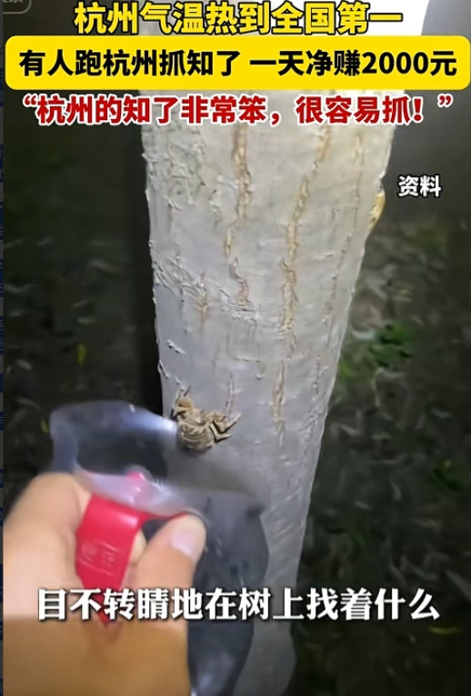 “这是真挣钱！”浙江杭州，一小伙子，靠着抓知了，一天净赚2000多！这位小哥每天