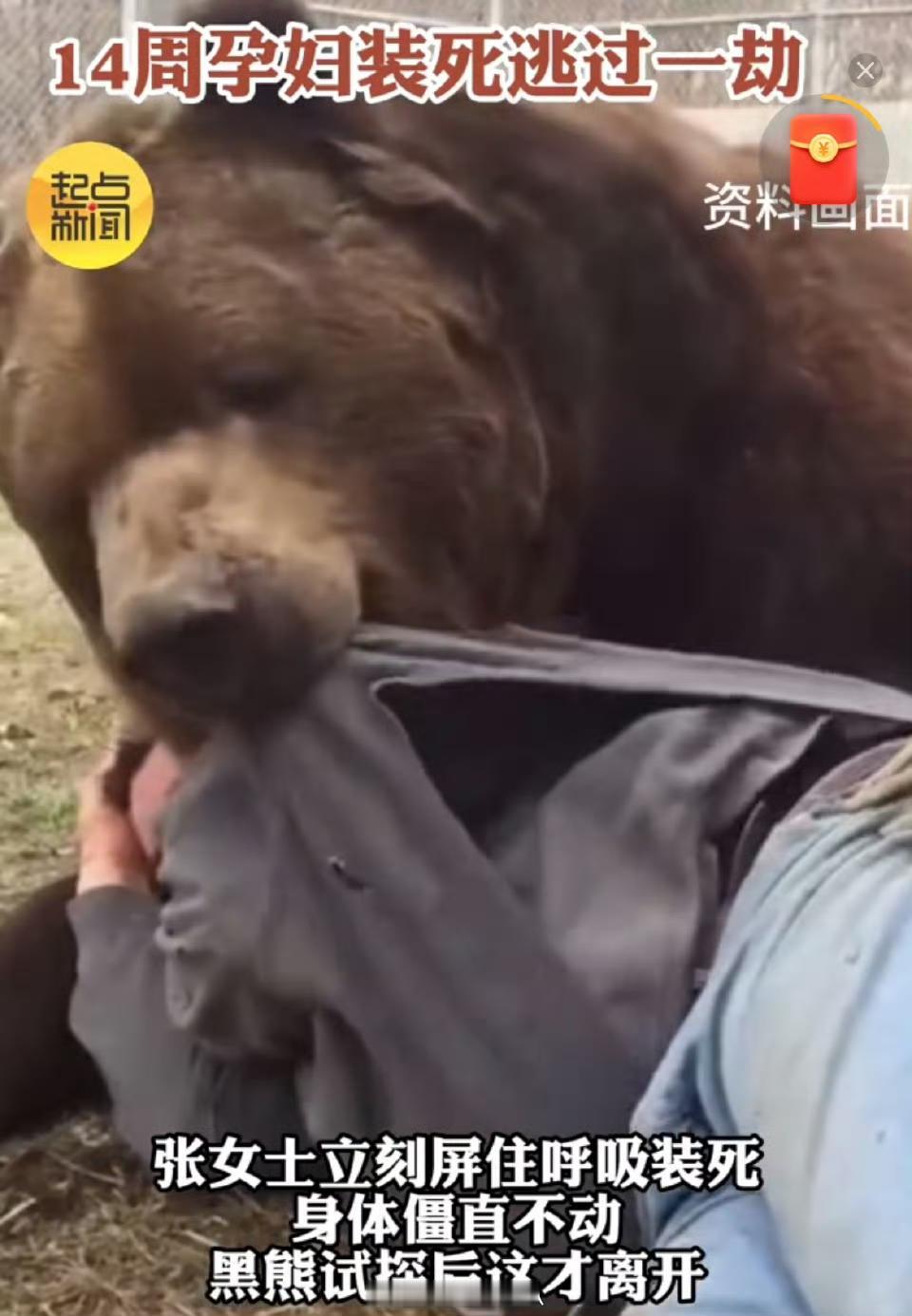 甘肃孕妇被黑熊咬头，装死保命后，医生的诊断让全家倒吸凉气吓出冷汗！怀孕14周