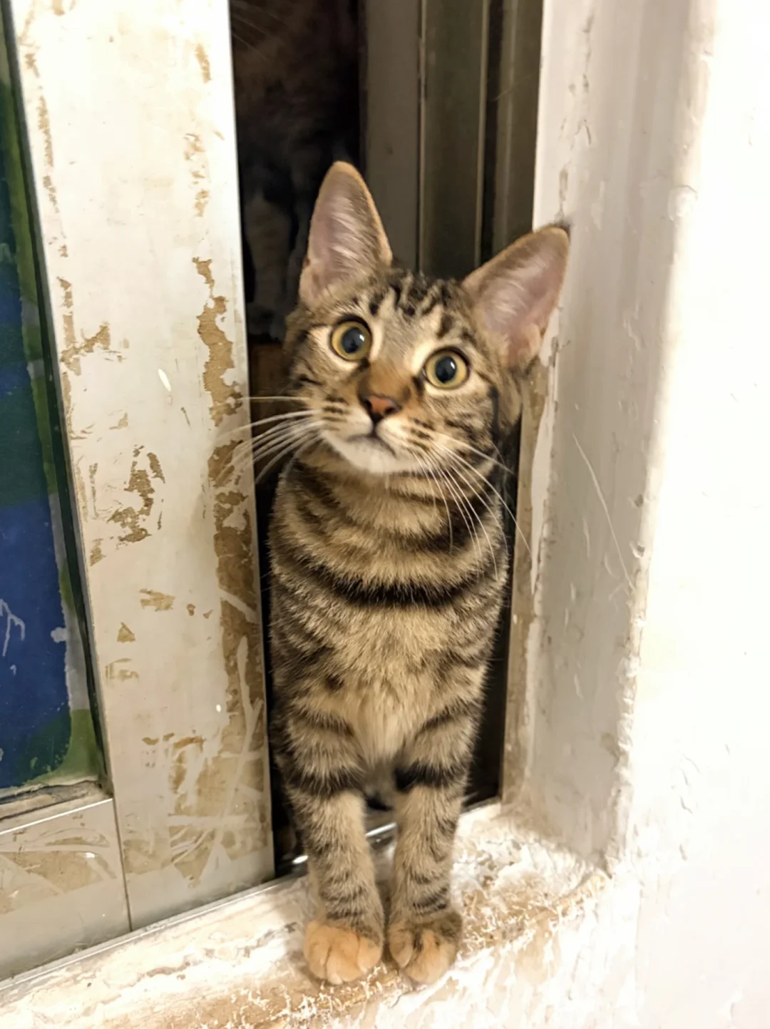 领养不出去只能放小区，虎斑猫妹妹找领养