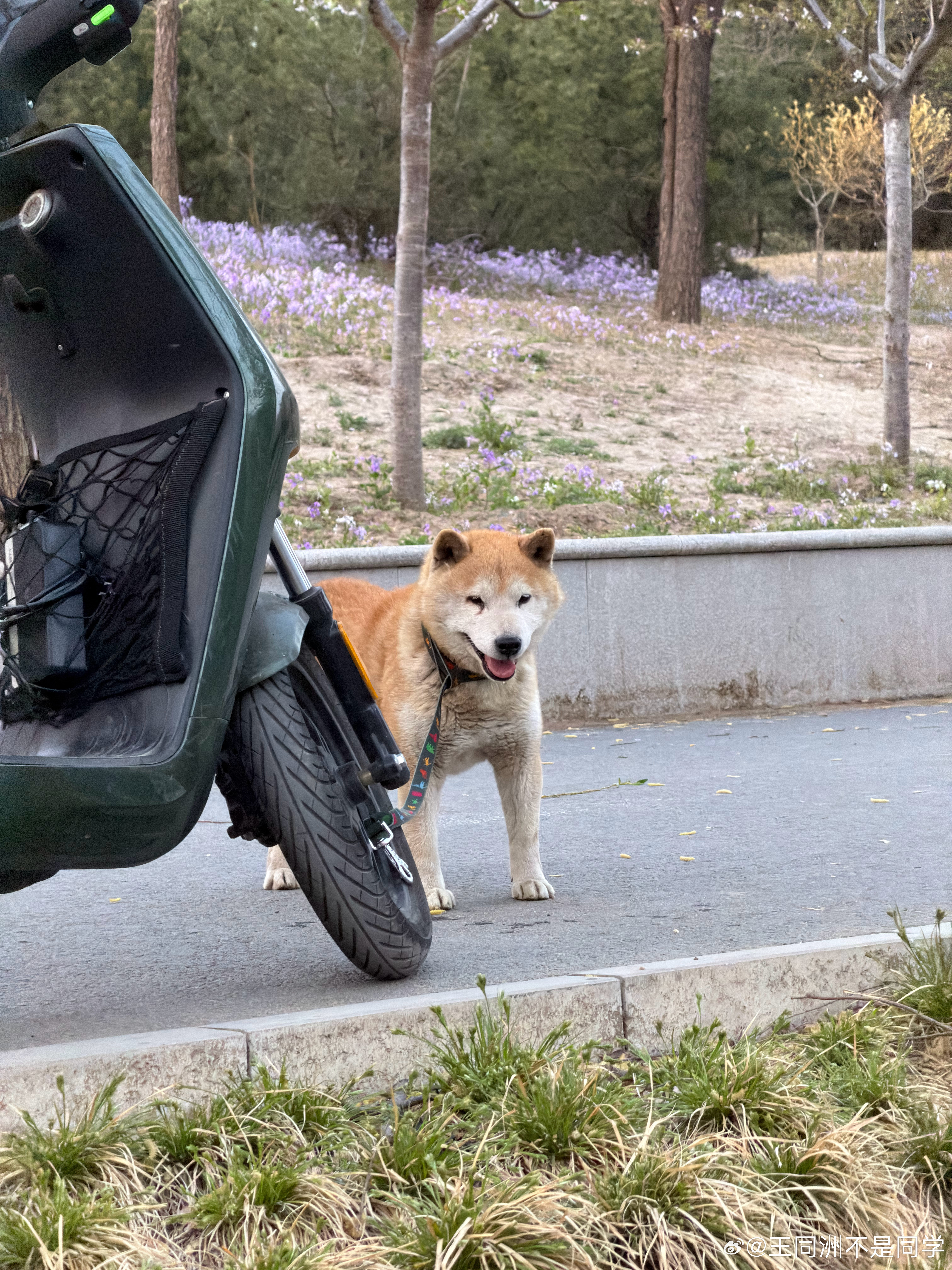 我服了，又捡到狗了4.4号下午五六点在望京北小河附近，公柴犬，标准体型非常老实，