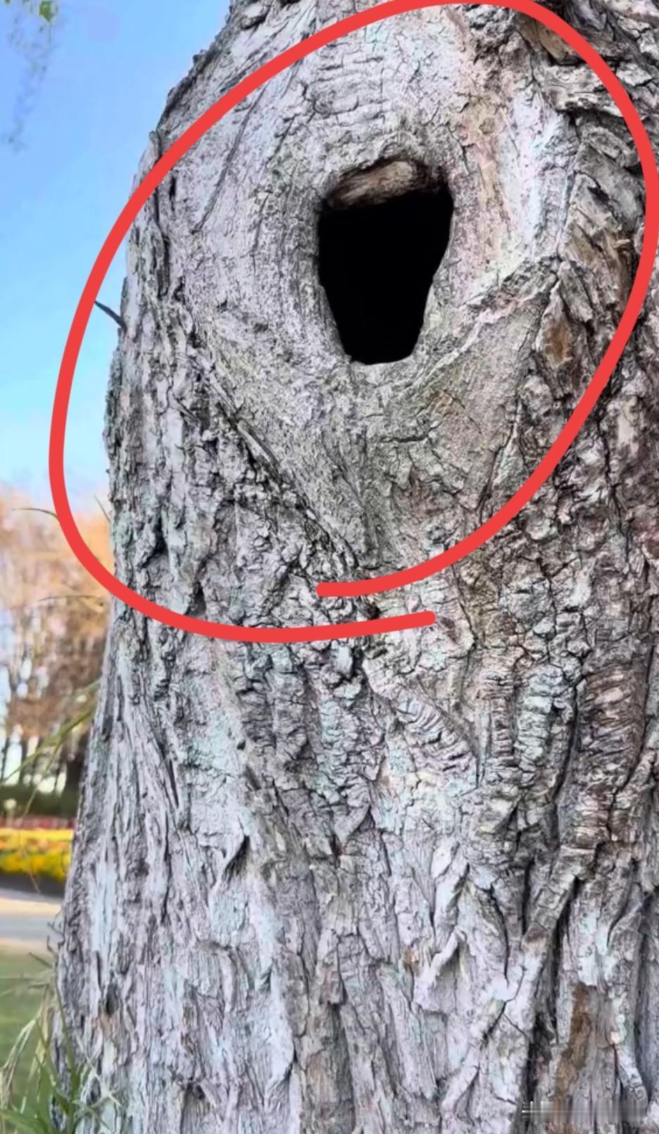 快来看，这是什么动物，树洞里发现的😯