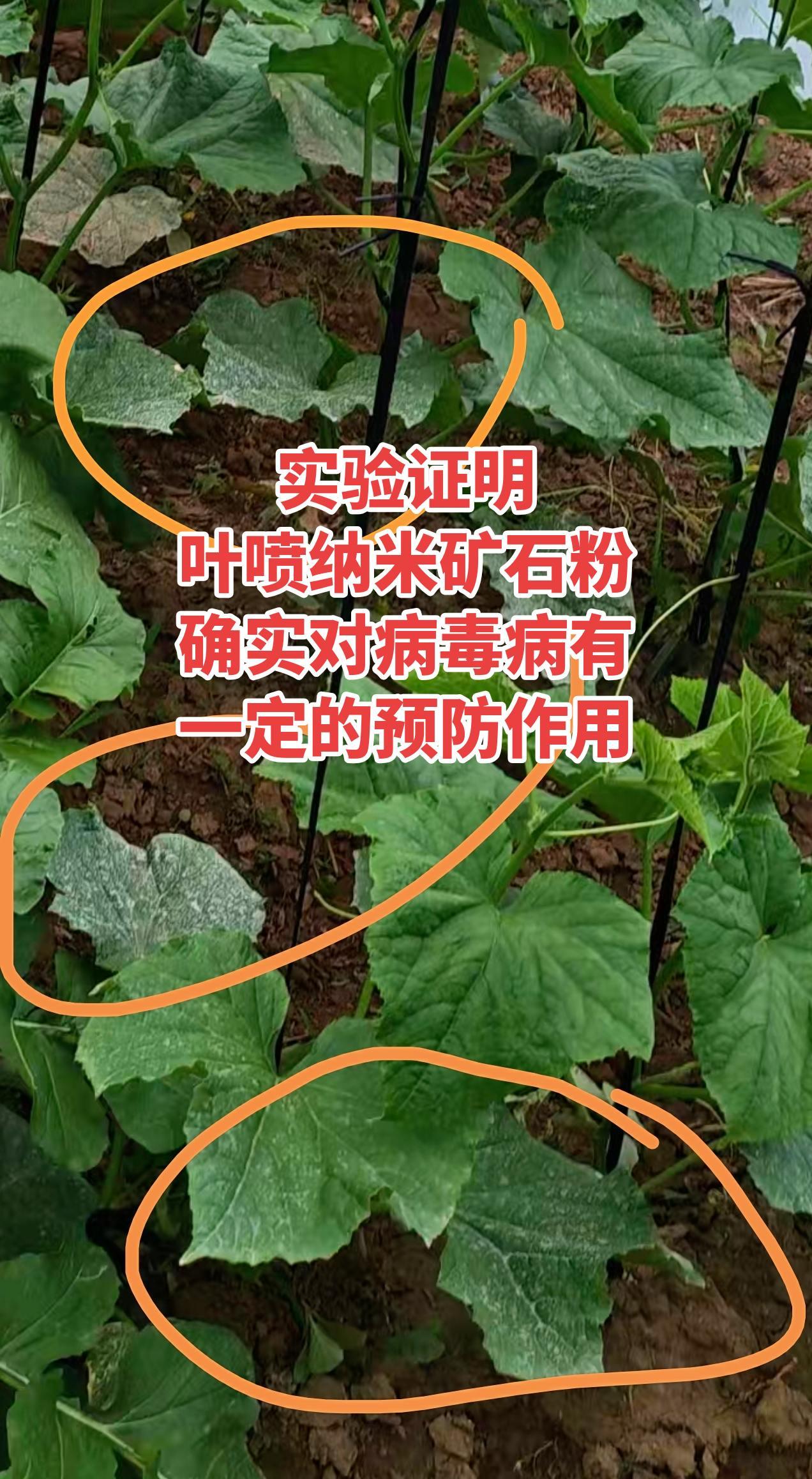 实践证明：叶片纳米矿石粉确实对病毒病有一定的预防作用病毒病防治黄瓜种植丝瓜