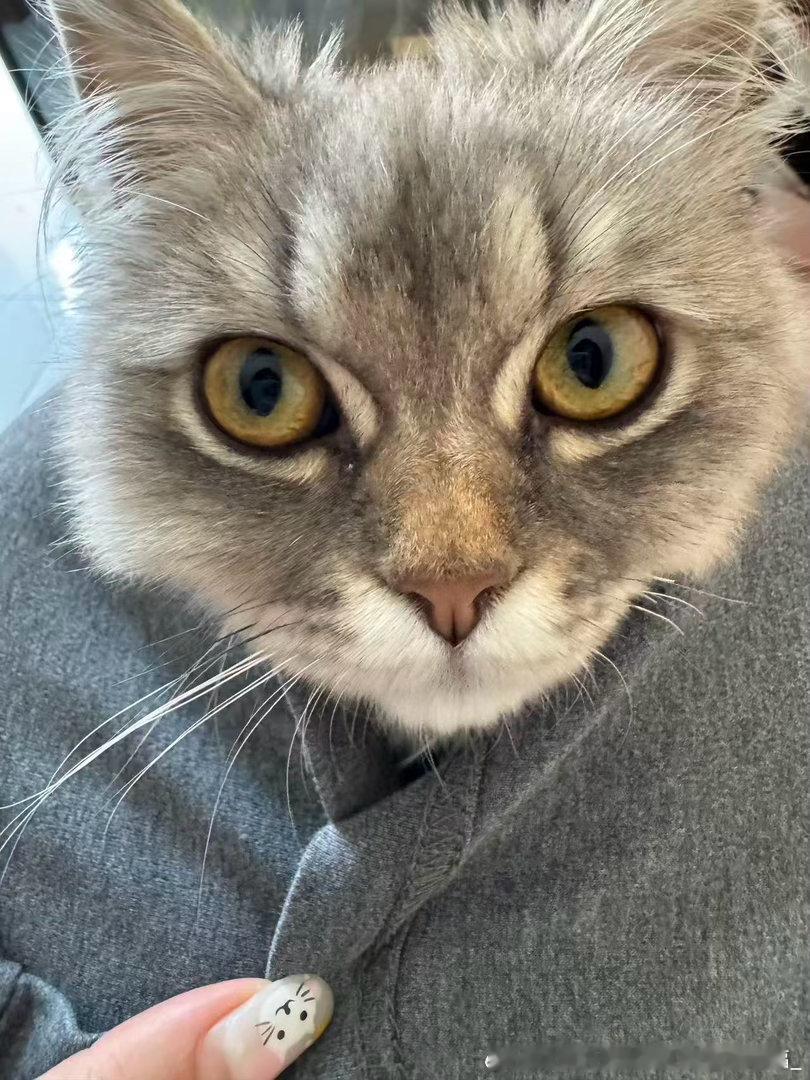 每天看着我给好朋友选的猫都在感慨：我不愧是美人控，挑猫都挑最标致的。当然也感谢她
