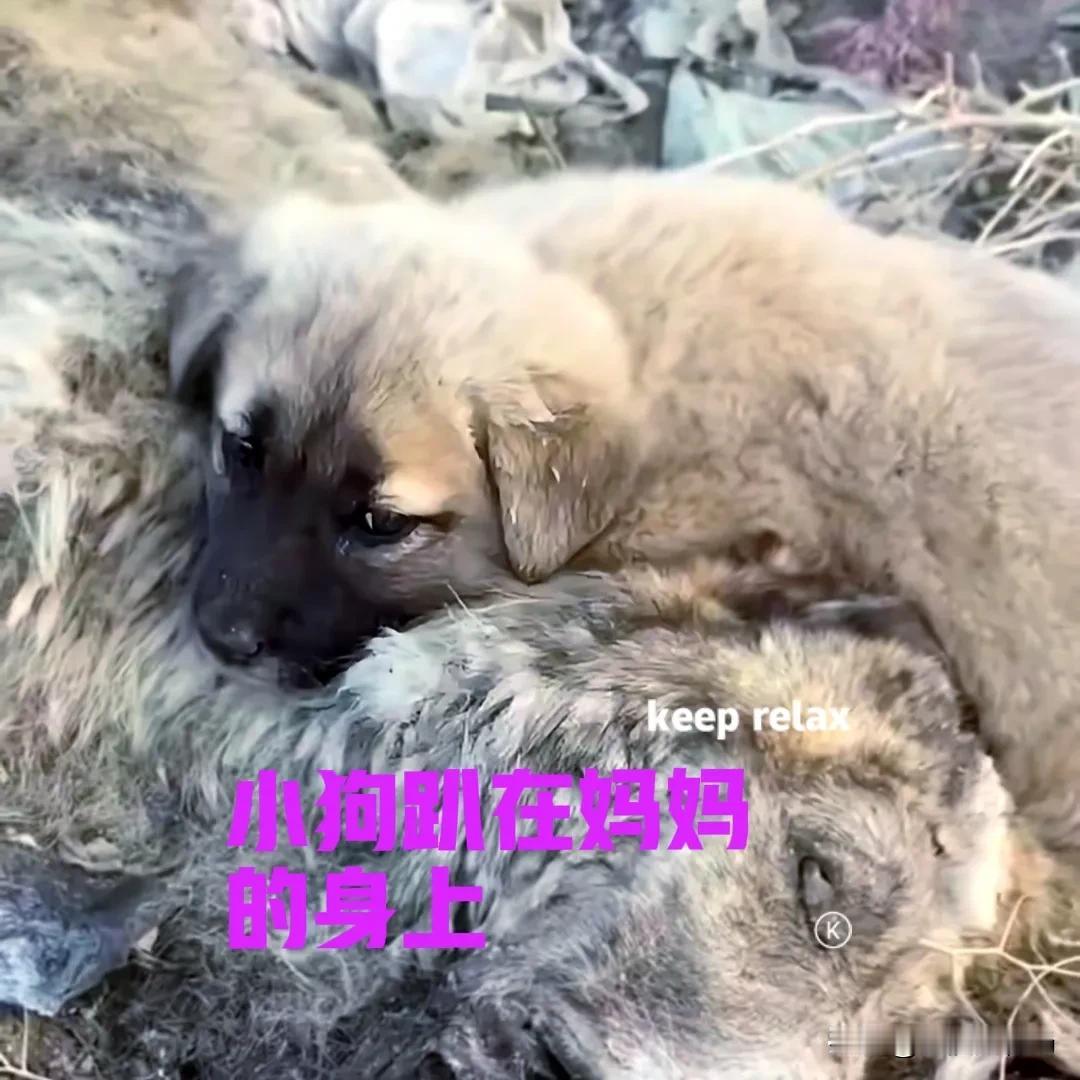 小伙和朋友们在户外活动时，发现一只可怜的小狗。小狗的身下，躺着一具大狗的尸体，尸
