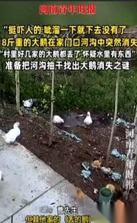 河南一个村子，出了件怪事。监控底下，一只18斤重的大白鹅，正大摇大摆地去河沟边
