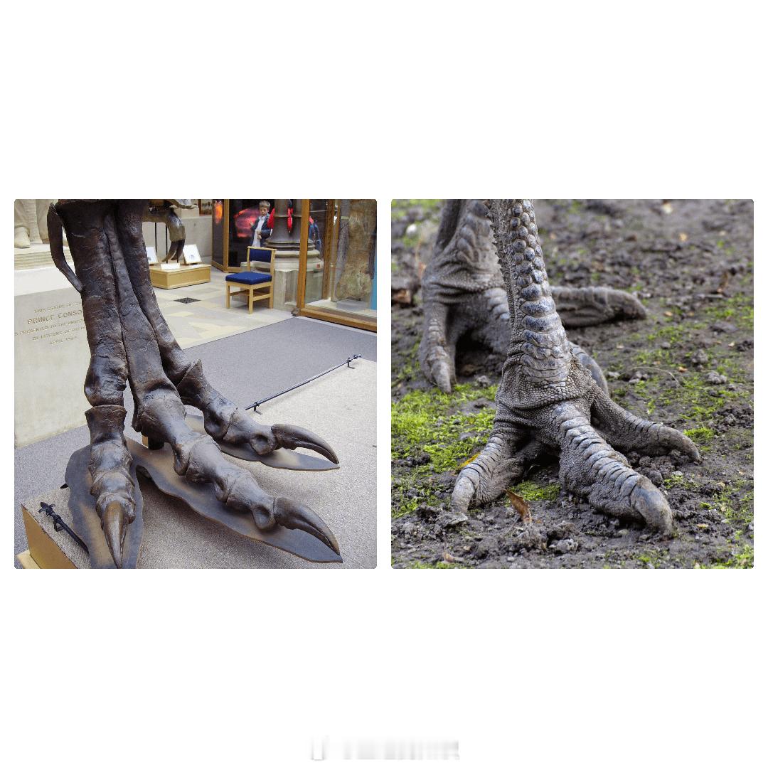 霸王龙脚与鸸鹋脚的比较​​​