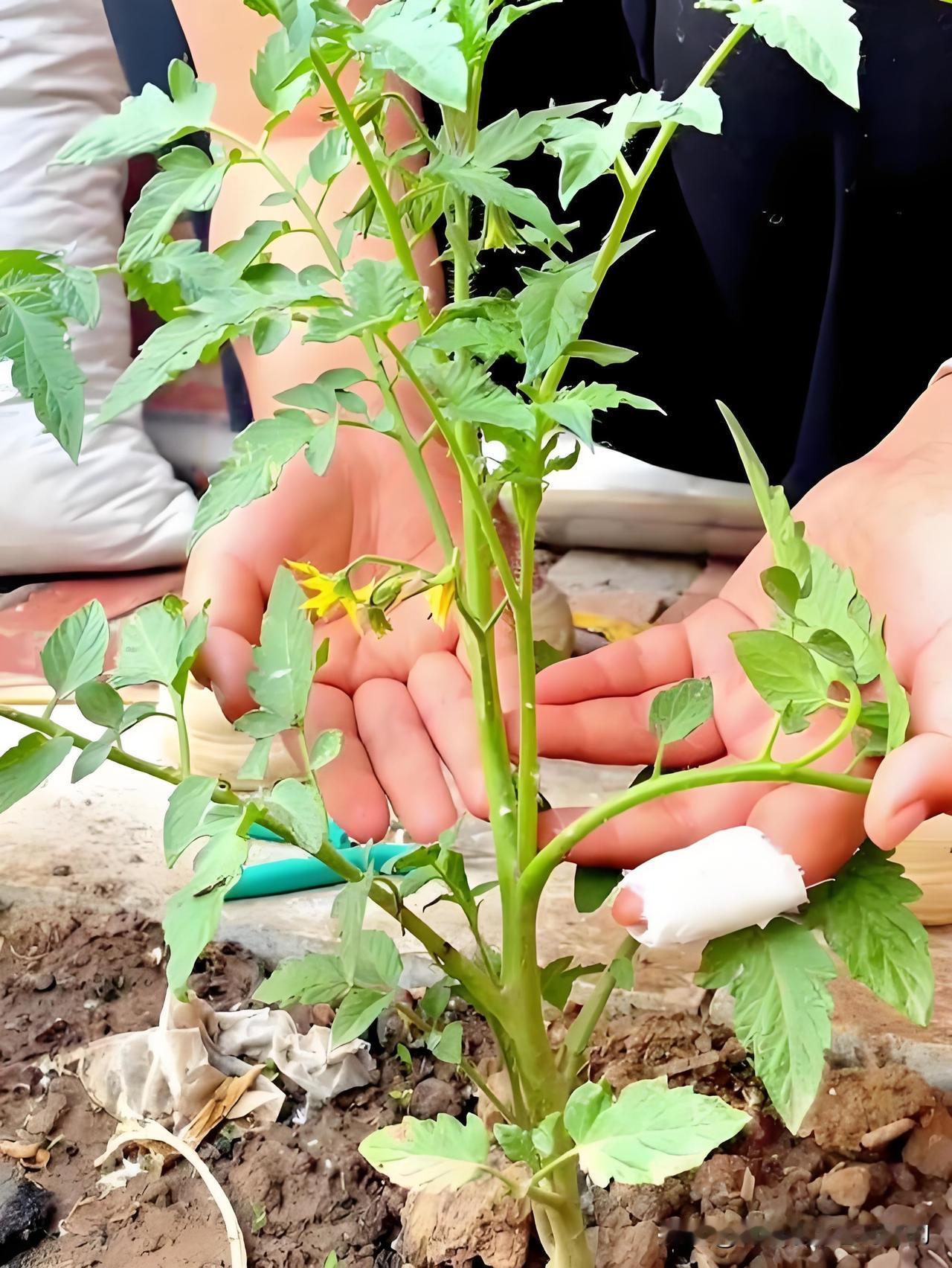 番茄打岔5要诀，学会了高产不用愁种番茄打岔有门道，掌握这5点才能高产。