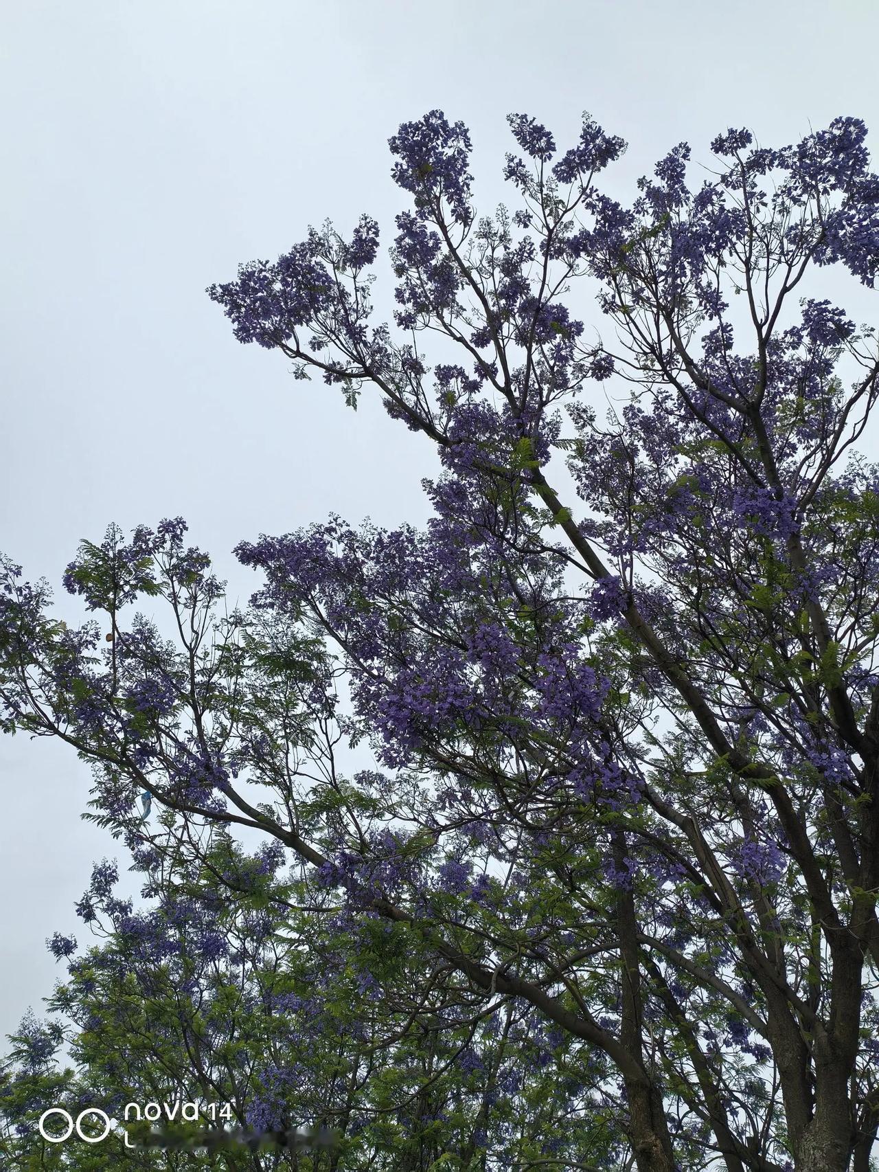 分享手机里的花花草草照片昆明的公园里，随处可见的风景。