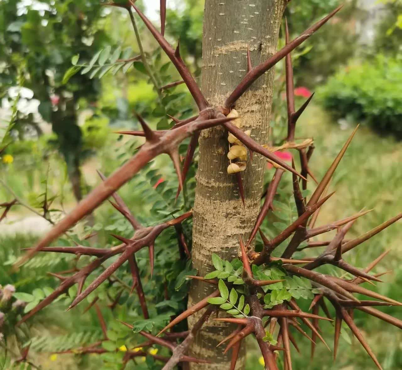 云南昆明，有一名女子周末跟家人到植物公园游玩，在公园的草坪上，发现两棵树干跟树枝