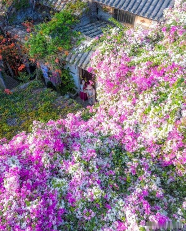 519中国旅游日微博旅行ing深圳甘坑古镇三角梅花瀑倾泻在古宅屋顶，岭南古意撞上