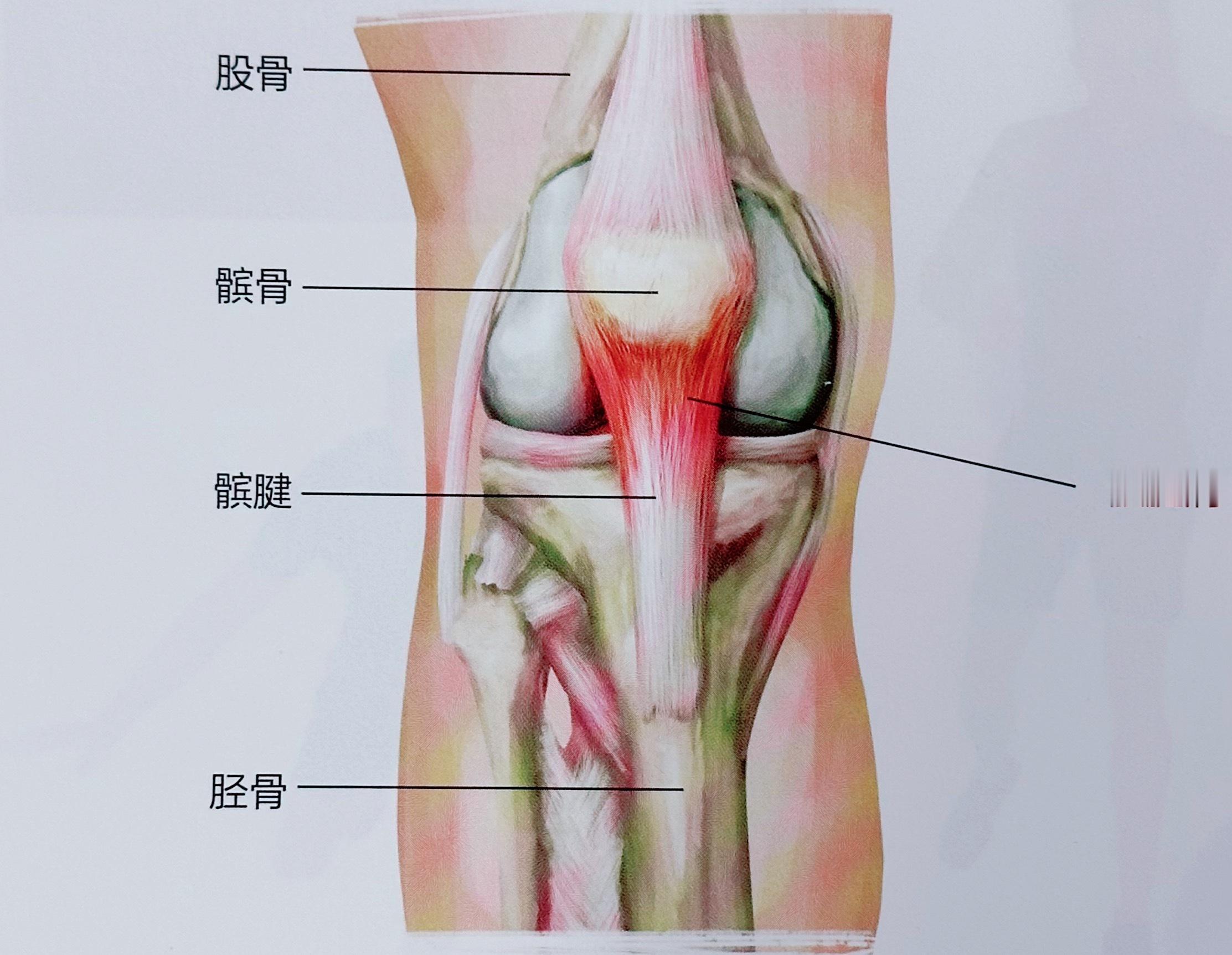 膝关节损伤换个角度，认识你的膝关节，与常见膝关节损伤——