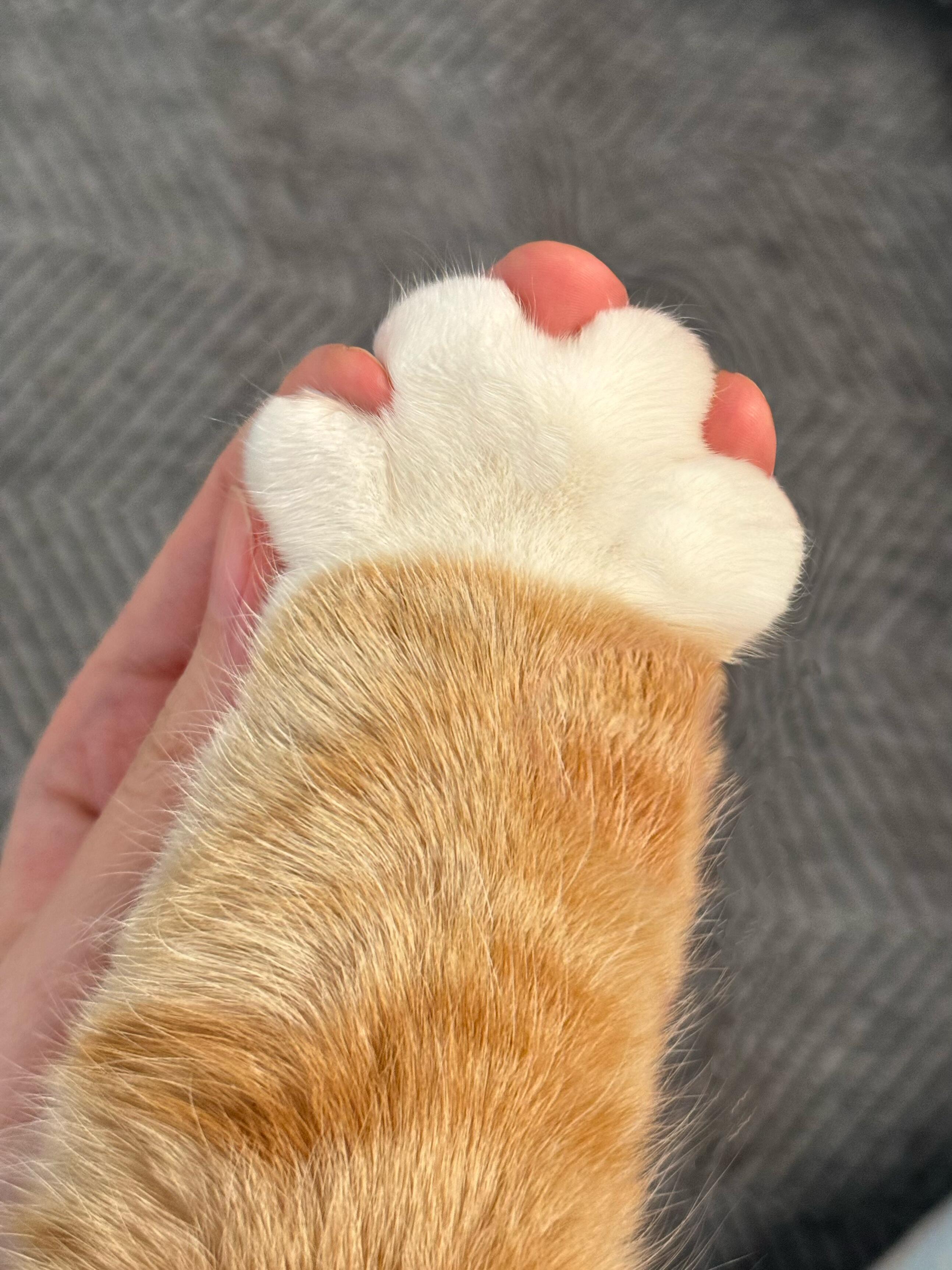 和小猫签订契约，人类将免去小猫终生饥寒之苦，而小猫则为人类看守心门