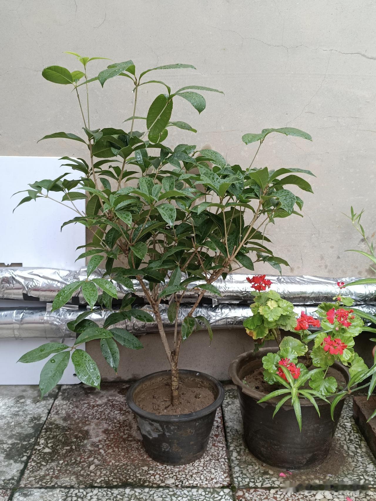 濛濛细雨中，庭院小花园盆景展示一盆生长状态良好的桂花树，网购到货15天缓苗期