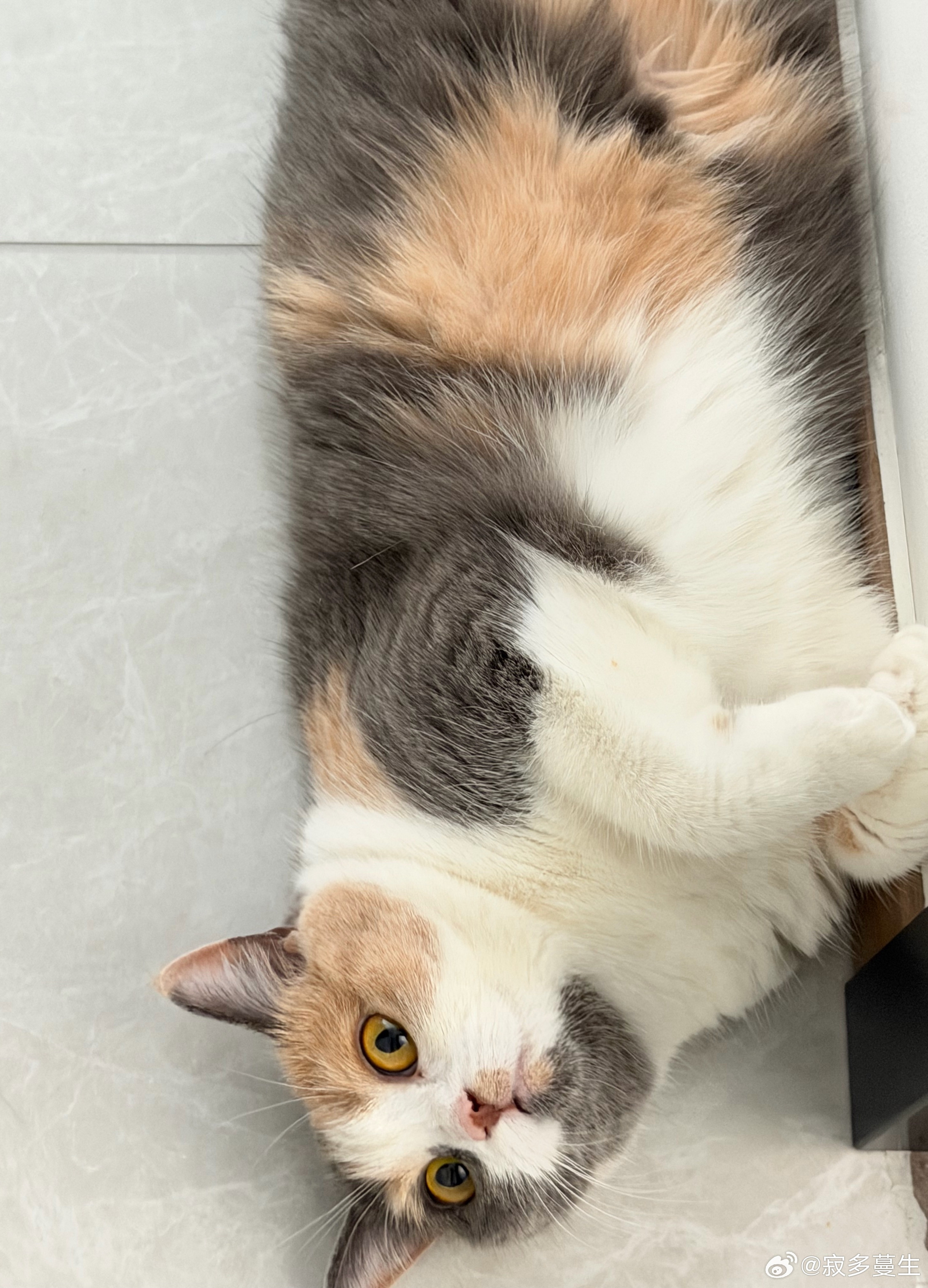 断了犯错的猫妹两天罐头，今天实在没忍住继续喂了。不然这个家伙喵喵喵喵喵喵喵一直在