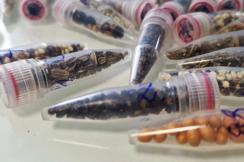 科学家首次将大麻种子送入太空，目标是未来的星际农业SpaceX在6月24日