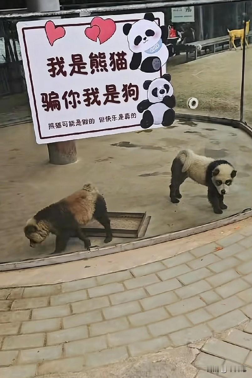 到这个动物园，没有一个人不被自己气笑的。熊猫是假的，但快乐是真的。[大笑]