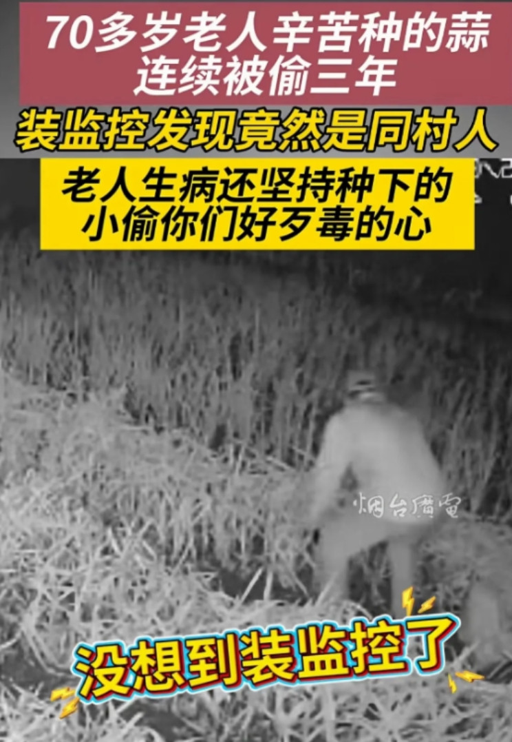 山东烟台，有位70岁的大爷，种的大蒜可遭了殃，连续三年被偷。头一年小偷还留了点，