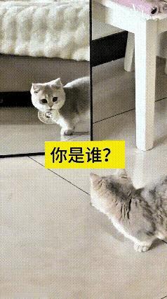 看完这段视频忍不住笑了，这只小猫咪第一次照镜子，整只猫都愣住了。嘴里还叼着玩具，