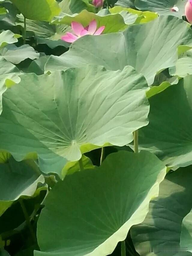 五月端阳荷飘香，风吹摇曳满荷塘。观莲食粽心旷远，喜乐如常诵安康。