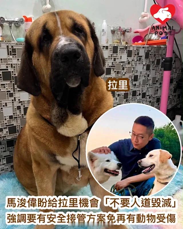 要爱护动物狗狗拉里「马浚伟（）盼給狗狗拉里機會不要人道毀滅強調必須有安全接