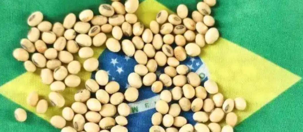 当一船满载6.9万吨巴西大豆的货轮靠泊江苏泰州码头时，谁也没想到，大豆中混入了约