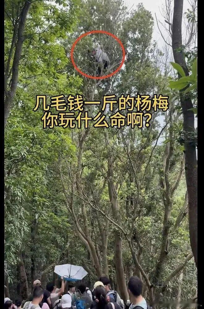 深圳塘朗山游客爬树玩命摘杨梅深圳塘朗山郊野公园上演“玩命摘杨梅”，游客攀爬数米高