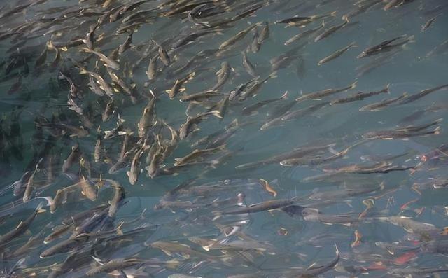 西藏羊湖的鱼泛滥成灾，为何无人敢吃？一位60多岁的老渔民告诉我：羊湖里面有着8亿